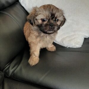 KC Registered Shih Tzu Puppies