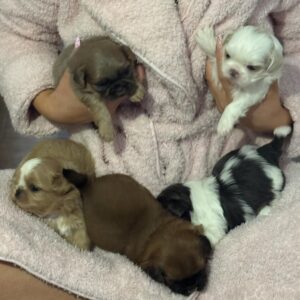 Mini Shih Tzu Puppies