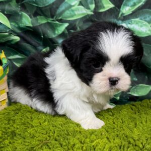 Coco