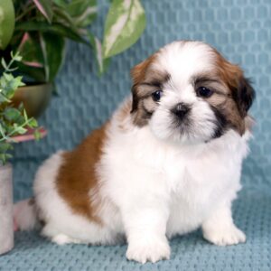 Daisy