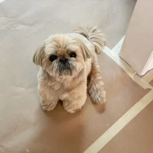 Daisy