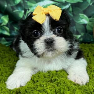 Lily