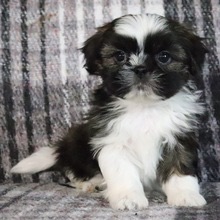 Teddy